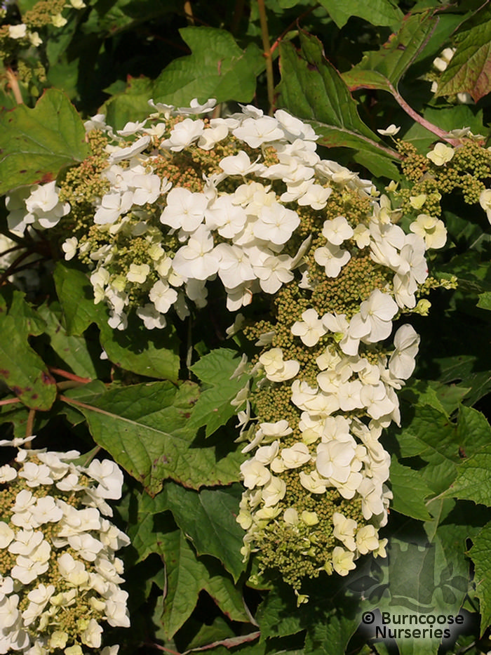 Hydrangea Quercifolia from Burncoose Nurseries