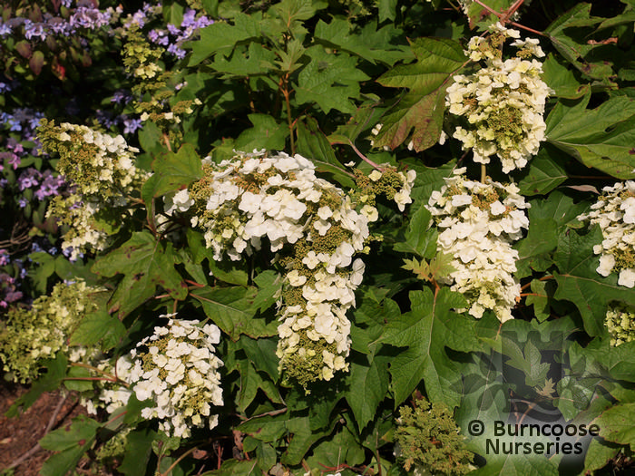 Hydrangea Quercifolia from Burncoose Nurseries