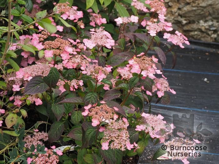 HYDRANGEA serrata 'Mont Aso' 