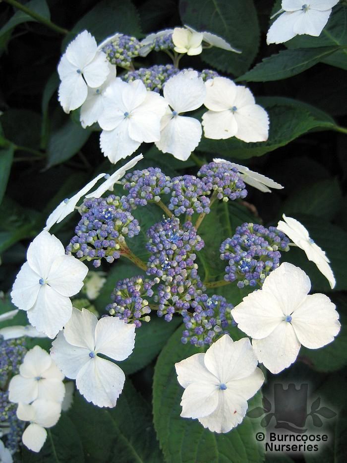 Hydrangea 39;Veitchii39; from Burncoose Nurseries