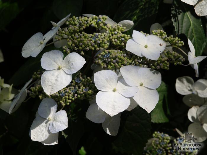 Hydrangea 'Veitchii' from Burncoose Nurseries