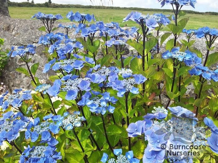 Hydrangea 'Zorro' from Burncoose Nurseries