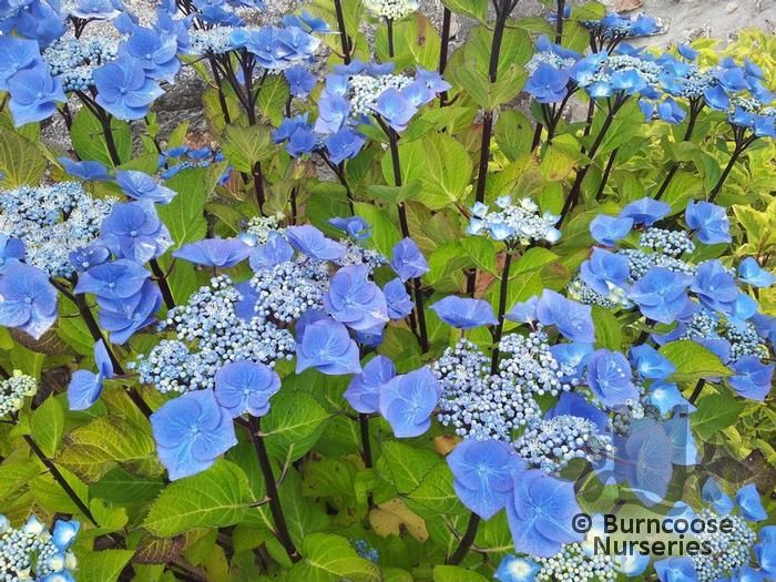Hydrangea 'Zorro' from Burncoose Nurseries