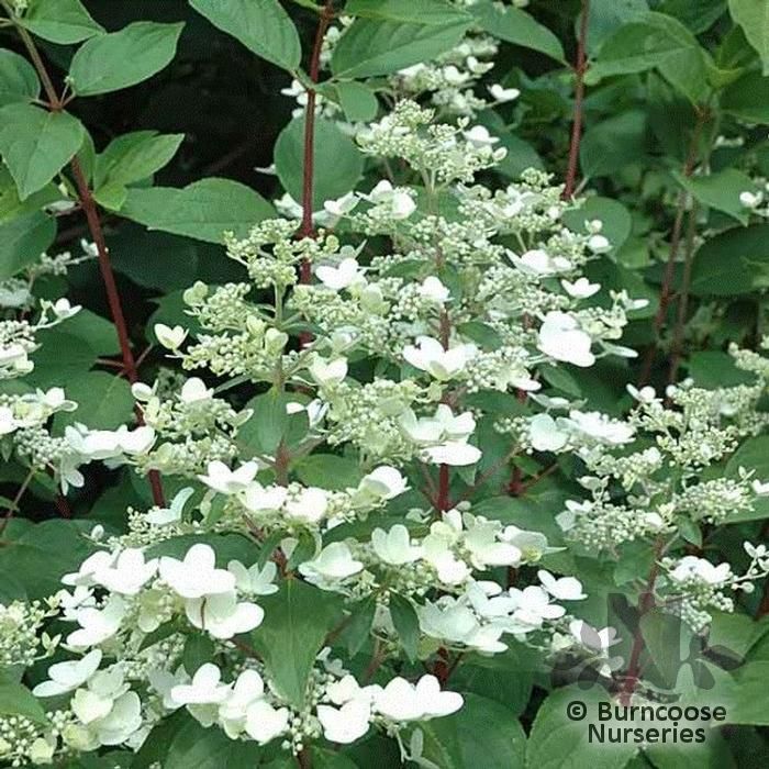 Hydrangea Paniculata 39;Wim39;S Red39; from Burncoose Nurseries