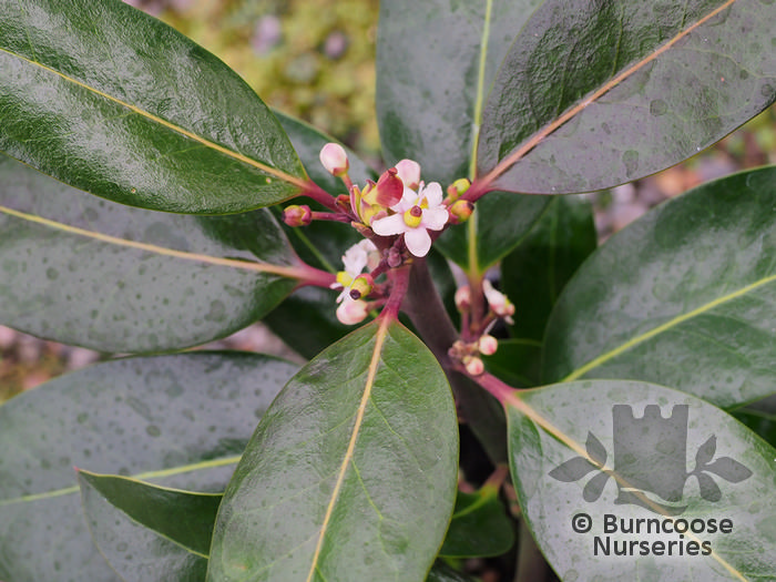 ILEX x altaclerensis 'Camelliifolia' 