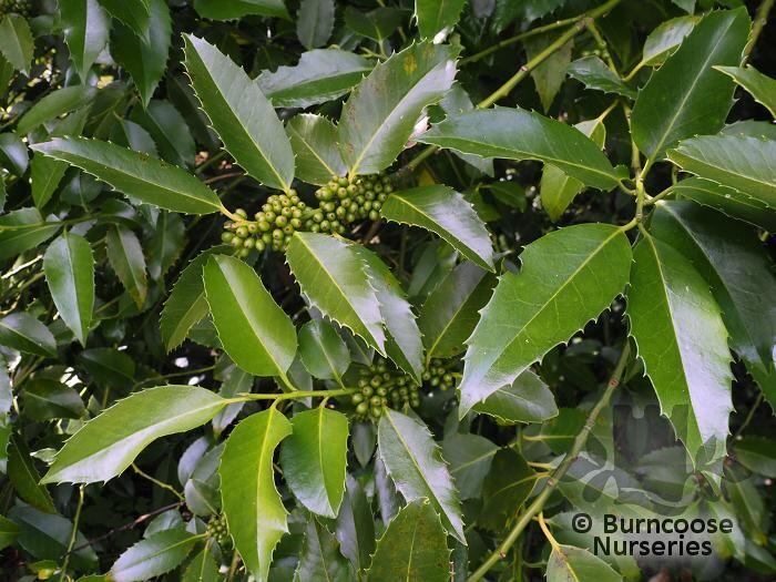 ILEX x koehneana 'Chestnut Leaf' 