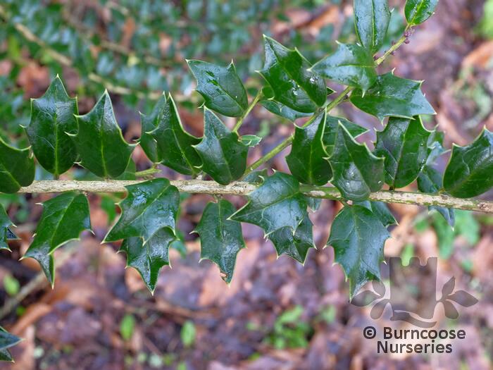 Ilex Spinigera - Semillas Raras Para Bonsái De Exterior - Planta Tu Propio Acebo Espinoso - 10 Semillas