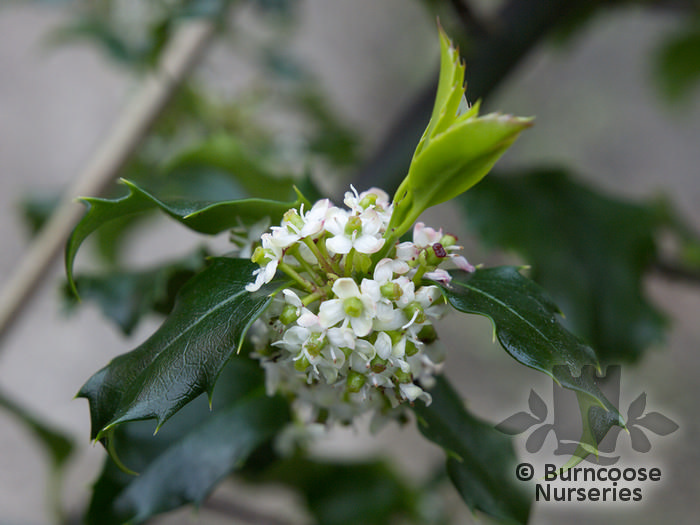 Ilex X Meserveae Blue Princess from Burncoose Nurseries