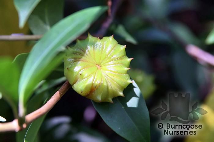 ILLICIUM floridanum 'Halley's Comet' 
