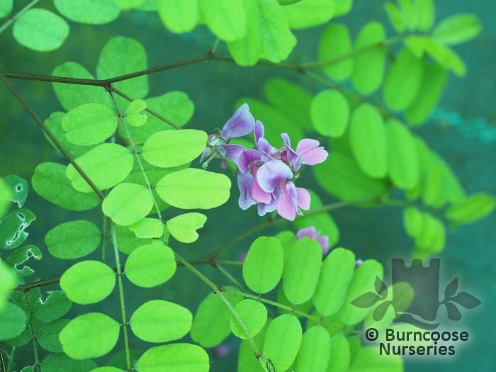 INDIGOFERA himalayensis 'Silk Road' 