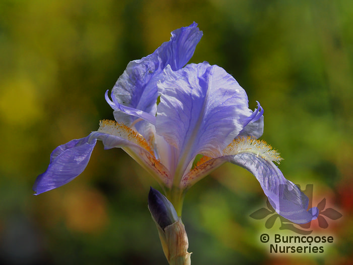 Iris pallida albovariegata  pot 1 litre Iris de Dalmatie 