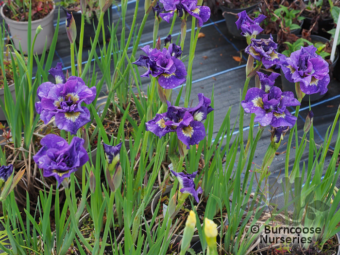 Iris Sibirica 'Ruffled Velvet' from Burncoose Nurseries