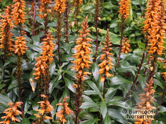 ISOPLEXIS canariensis  