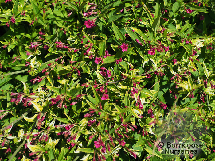 Jasminum Beesianum from Burncoose Nurseries