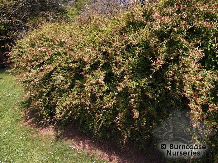 Jasminum Beesianum from Burncoose Nurseries