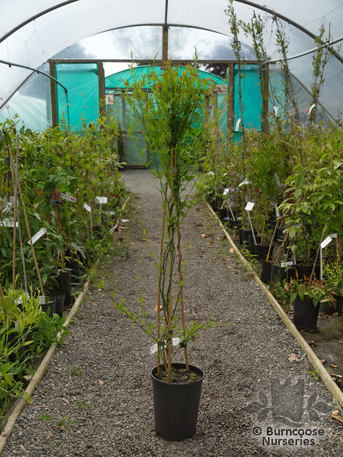 Jasminum Beesianum from Burncoose Nurseries