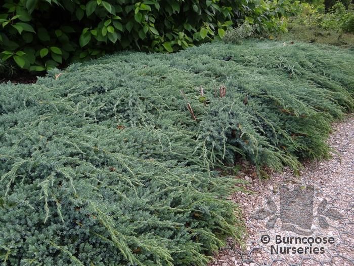 Juniperus Squamata 'Blue Carpet' from Burncoose Nurseries