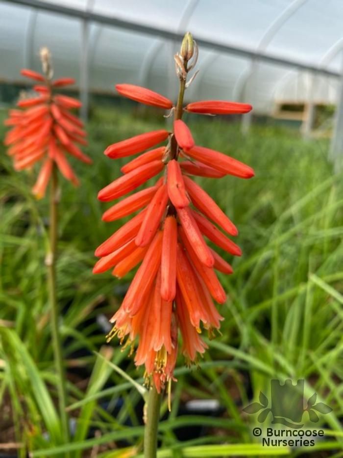 KNIPHOFIA 'John Benary'  