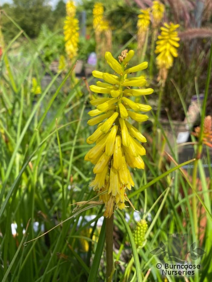 KNIPHOFIA 'Lemon Popsicle'  