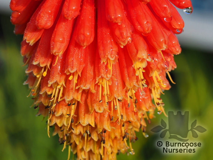 KNIPHOFIA 'Royal Standard'  