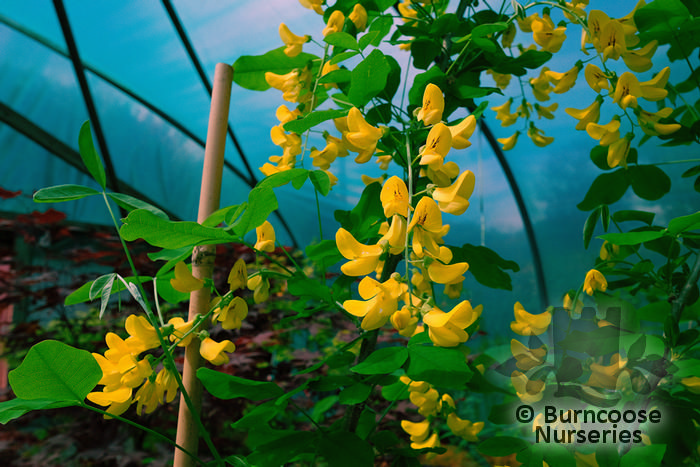 LABURNUM anagyroides 'Yellow Rocket' 