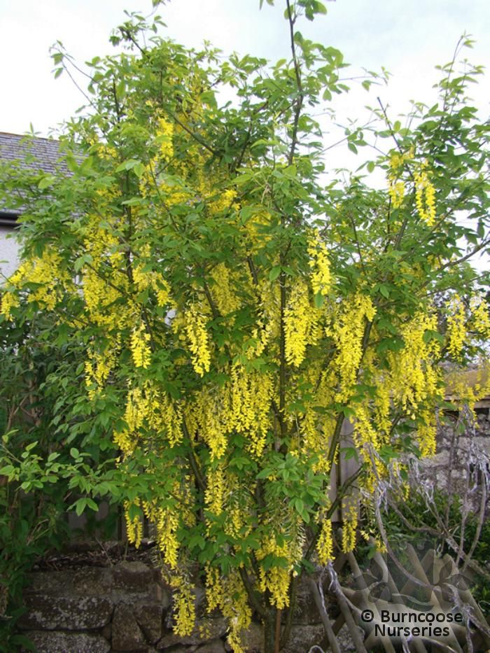 LABURNUM x watereri 'Vossii' 
