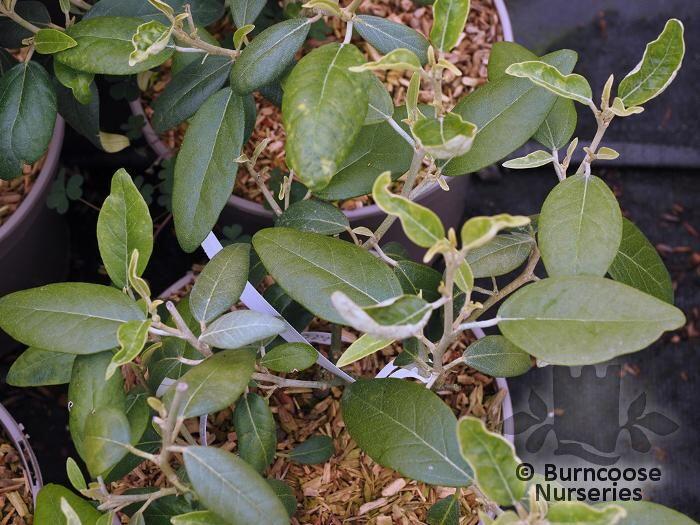 Lagunaria Pattersonia from Burncoose Nurseries