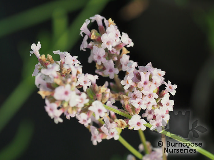 Lavandula Angustifolia 'Loddon Pink' from Burncoose Nurseries