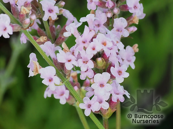 Lavandula Angustifolia 'Loddon Pink' from Burncoose Nurseries