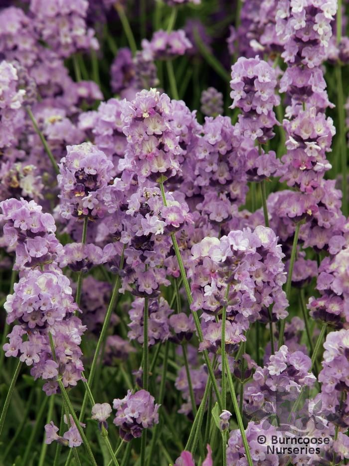 Lavandula Angustifolia ‘Melissa Lilac’ from Burncoose Nurseries