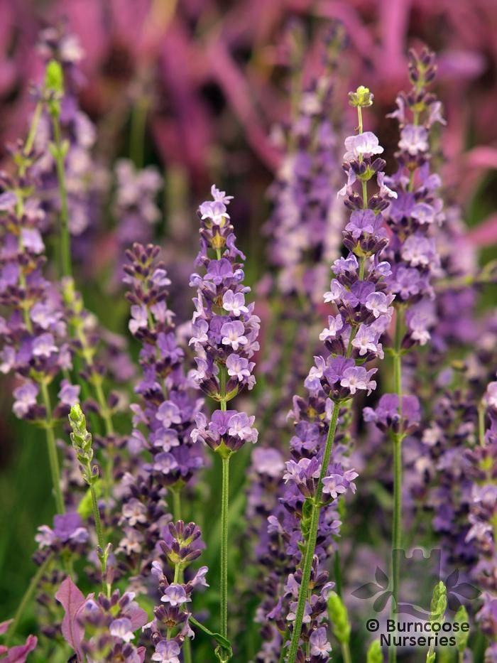 Lavandula Angustifolia 'Twickel Purple' from Burncoose Nurseries