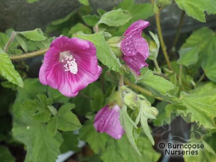LAVATERA 'Ruby Star'  
