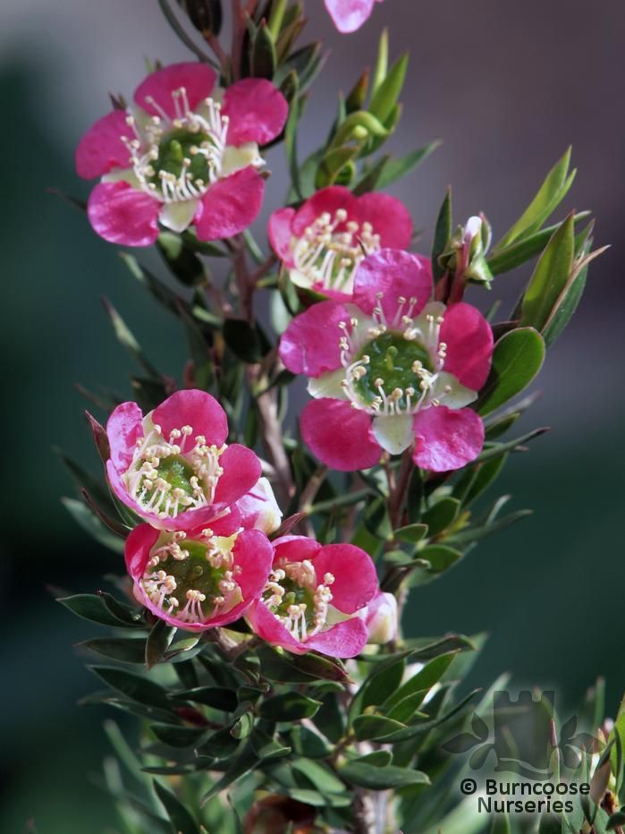 LEPTOSPERMUM 'Karo Pearl Star'  
