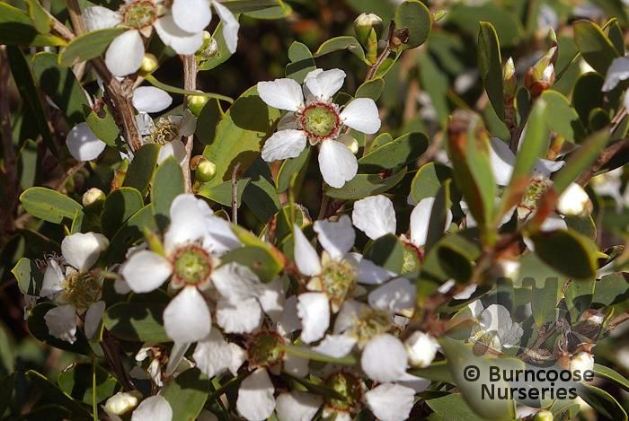 LEPTOSPERMUM laevigatum  