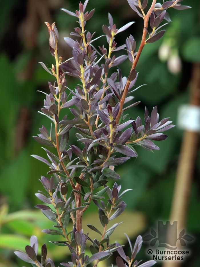 Leptospermum 'Copper Glow' Tea Tree - Hello Hello Plants