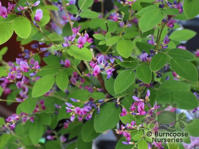 LESPEDEZA bicolor 'Summer Beauty 