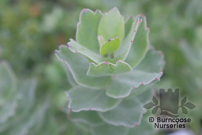 PROTEA Leucospermum 'Tiara' 