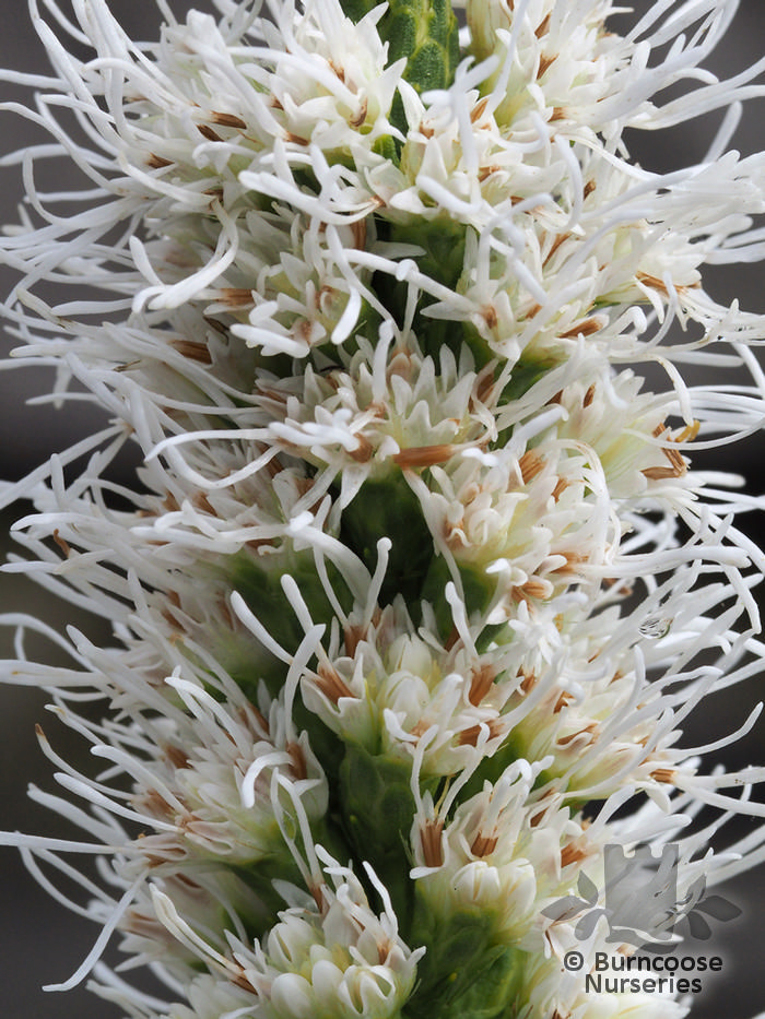 LIATRIS spicata 'Alba' 
