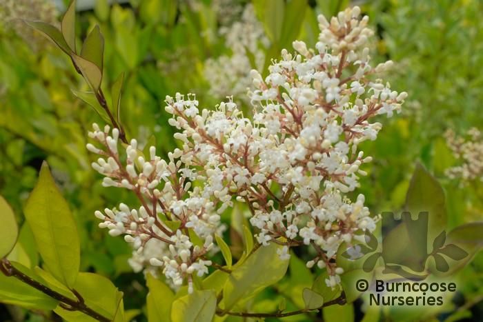 LIGUSTRUM lucidum  