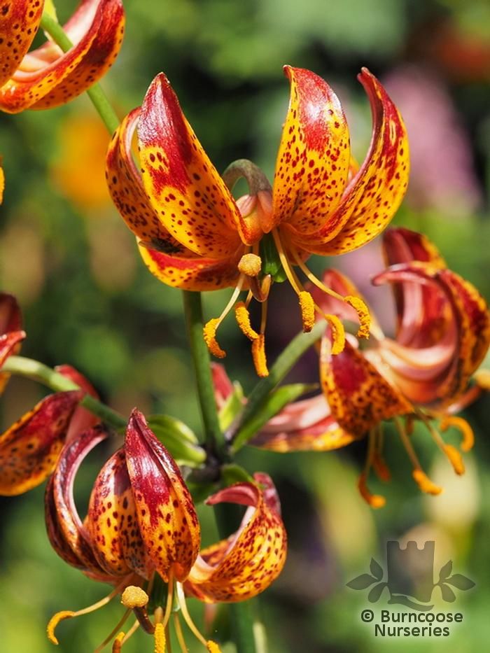 LILIUM 'Arabian Knight'  