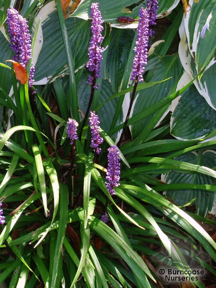 LIRIOPE muscari 'Moneymaker' 