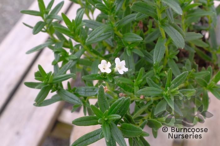 LITHODORA diffusa 'Alba' 