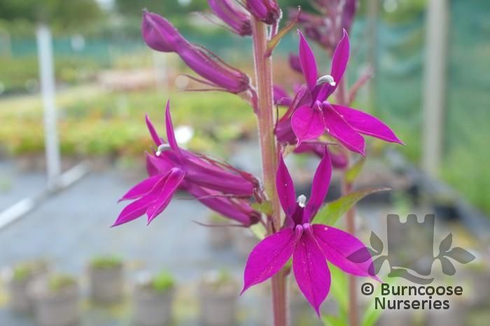 LOBELIA x speciosa 'Hadspen Purple' 