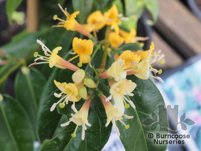 LONICERA henryi 'Copper Beauty' 