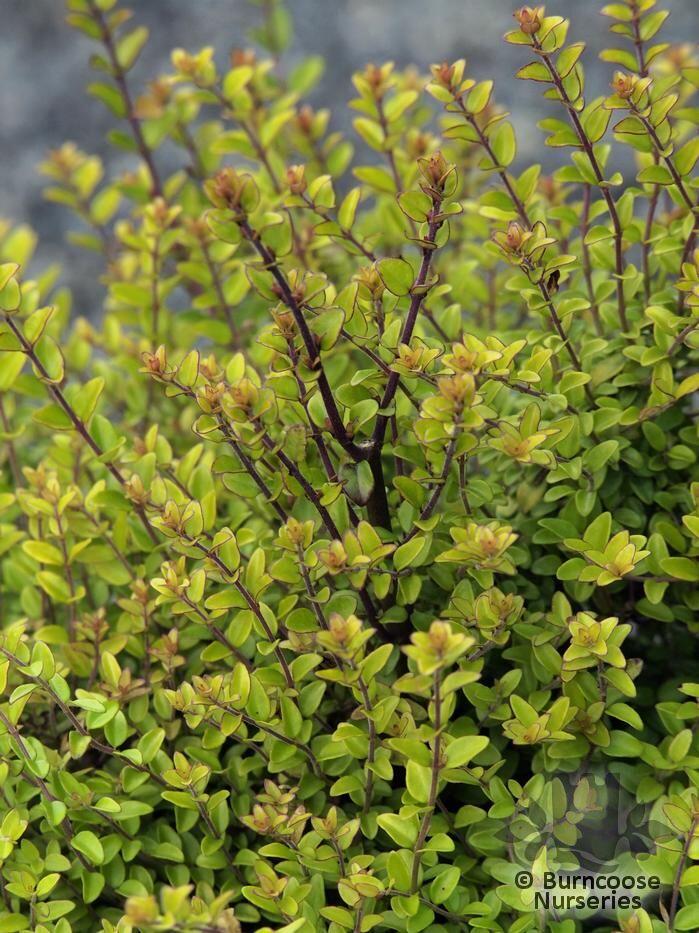 LONICERA nitida 'Baggesen's Gold' 