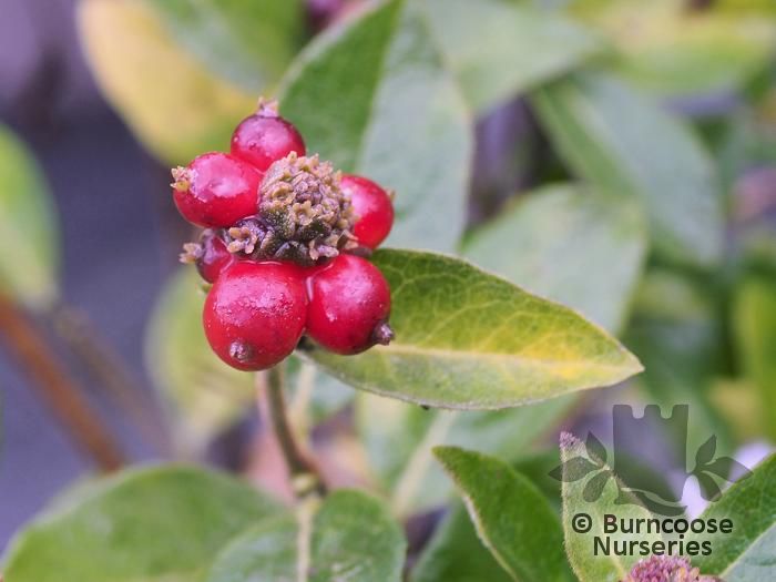 LONICERA periclymenum 'Honey Baby' 