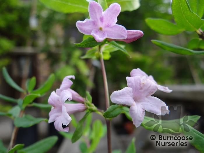 LONICERA syringantha  