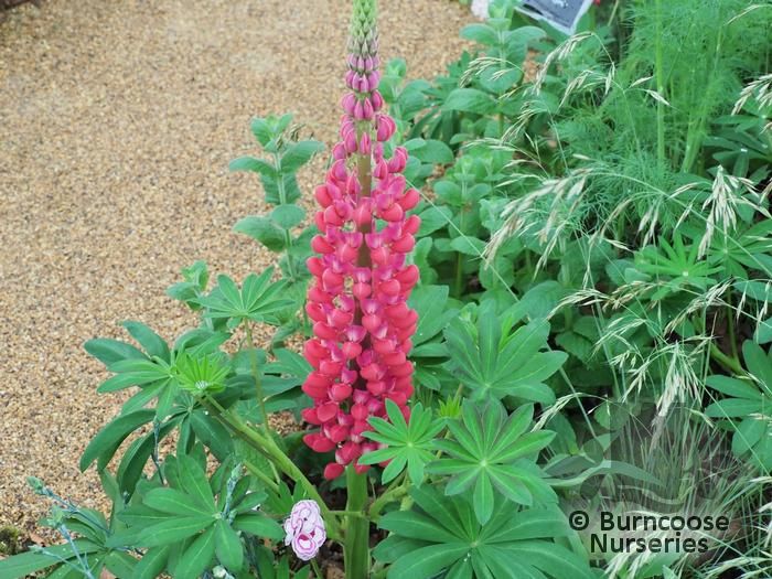 LUPINUS Herbaceous 'Red Rum' 