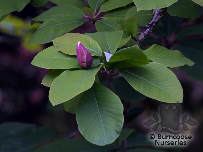MAGNOLIA acuminata  