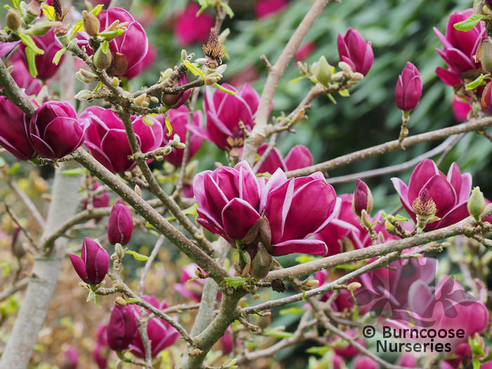 Magnolia 'Genie' from Burncoose Nurseries